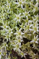 Clematis marmoraria hybrid
